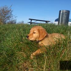 Golden retriever Gaia