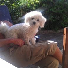 Bichon à poil frisé Simba