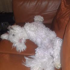 Bichon à poil frisé Simba