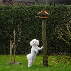 Bichon à poil frisé Simba