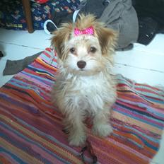 Bichon havanais Molly