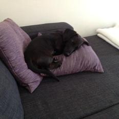 Blanding af racer Mille