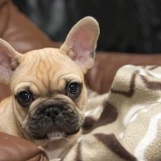 Fransk bulldog Jackson