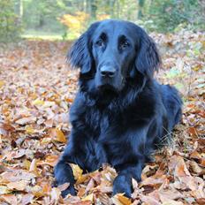 Flat coated retriever Lea