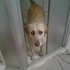 Labrador retriever Freja