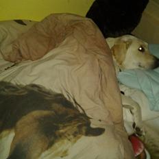 Labrador retriever Freja