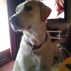 Labrador retriever Freja