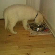 Hvid schæfer Sagi (Mechlenborgs White Sagittaurius)