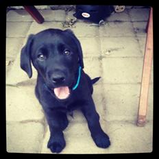 Labrador retriever Boogie