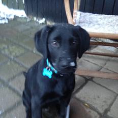 Labrador retriever Boogie