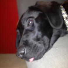 Labrador retriever Boogie