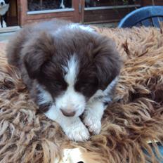 Border collie Kian Star Klaudia