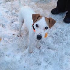 Jack russell terrier Karlsbjerggårdens Tess