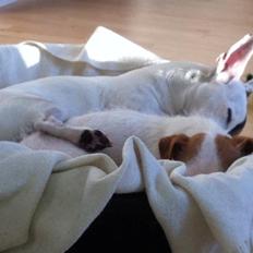 Jack russell terrier Karlsbjerggårdens Tess