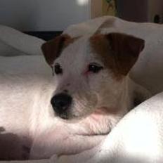Jack russell terrier Karlsbjerggårdens Tess