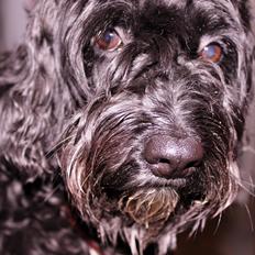 Blanding af racer <Pom Frida>