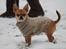 Chihuahua Chihuanas Flush of Hearts - Momo - 5 dec 2012