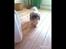 Shih tzu Max