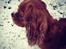 Cavalier king charles spaniel Silje - Silje i sneen 2012.