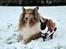 Blanding af racer Molly - Lassie & Molly :) 