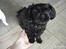 Shih tzu Fifi