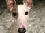 Whippet Liam Emil