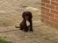 Cocker spaniel Chiko