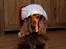 Cocker spaniel Dumle R.I.P - Jule-tumling