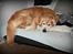 Golden retriever Simba
