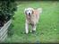 Golden retriever Simba