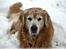 Golden retriever Simba