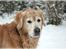 Golden retriever Simba