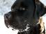 Labrador retriever Albert<3 - Kæmp for en, der også vil kæmpe for dig<3
Jeg vil kæmpe for dig<3