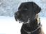 Labrador retriever Albert<3 - When you're around someone so much, for so long, they become a part of you, and when they go away, you don't know, who you are without them.<3
