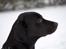 Labrador retriever Sophie *ludty*  [ lobes labrdor knirke]