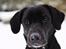 Labrador retriever Sophie *ludty*  [ lobes labrdor knirke] - smukke sne-hund