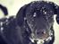 Labrador retriever Sophie *ludty*  [ lobes labrdor knirke] - GOD JUL!