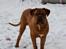 Dogue de bordeaux Shadow of oak Highlander Finni / Loui - Såå stor er man blevet :o)