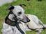 Whippet Piper - Piper