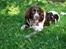 Engelsk springer spaniel Arki