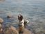 Engelsk springer spaniel Arki