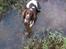 Engelsk springer spaniel Arki