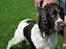 Engelsk springer spaniel Arki
