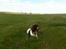 Engelsk springer spaniel Arki