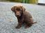Labrador retriever Boogie