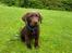 Labrador retriever Boogie