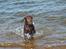Labrador retriever Boogie