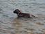 Labrador retriever Boogie