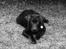 Labrador retriever Boogie