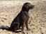Labrador retriever Boogie